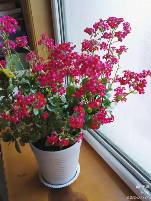 绿意盎然，花开我家——我的植物养护与赏花记