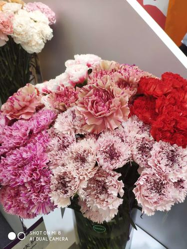 花开上海滩 第21届中国国际花卉园艺展览会暨业务行纪实