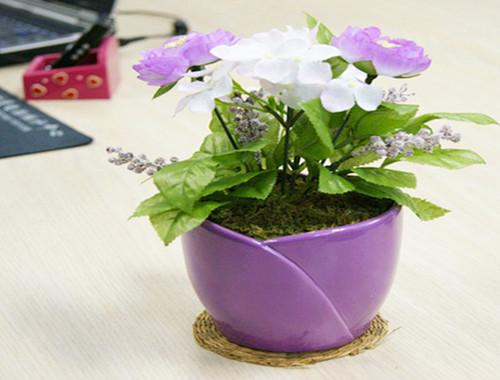 盆栽花卉 让生活在一方花土中温柔生长
