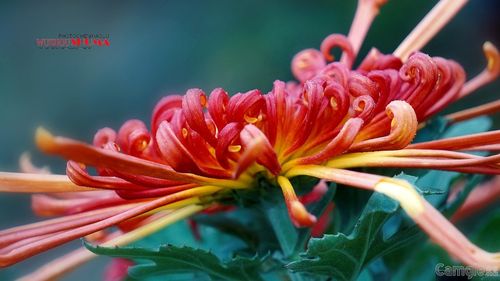 张董牛四季花卉园 都市近郊的四季花海秘境