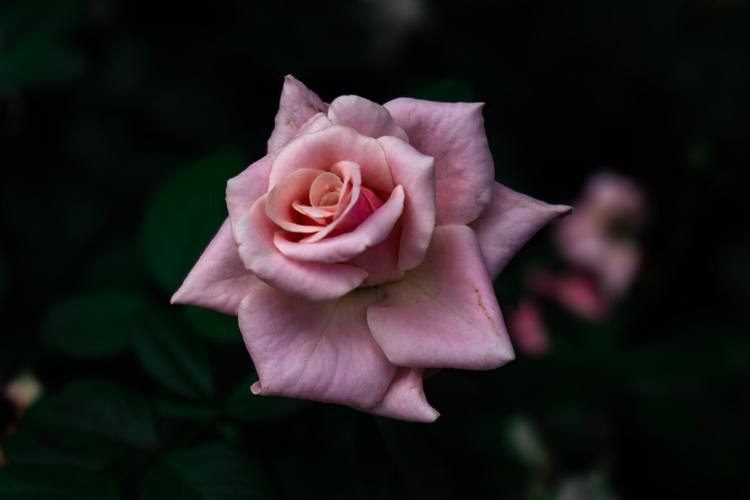 花卉特写 微观世界中的色彩与生命